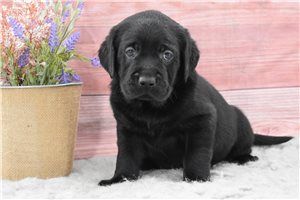 Hayes - puppy for sale