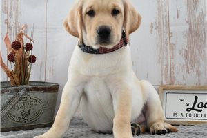Sean - Labrador Retriever for sale