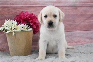 Hillary - puppy for sale