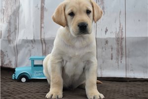 Otis - Labrador Retriever for sale
