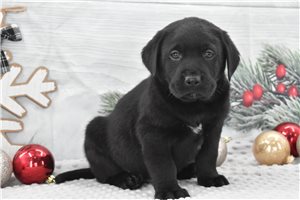 Logan - Labrador Retriever for sale