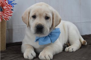 Sadie - puppy for sale