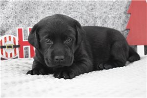 Champ - Labrador Retriever for sale