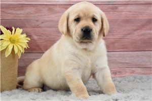 Holiday - Labrador Retriever for sale