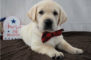 Sooner - puppy for sale