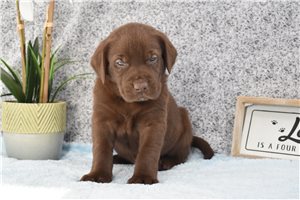 Makai - Labrador Retriever for sale