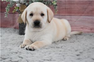 Herald - puppy for sale