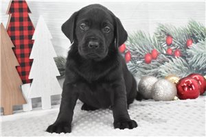Lydia - Labrador Retriever for sale