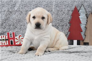 Chance - Labrador Retriever for sale