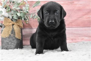 Harvard - puppy for sale