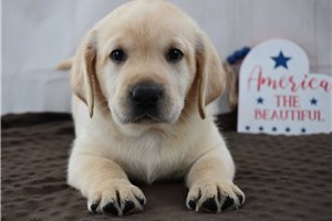 Shane - puppy for sale