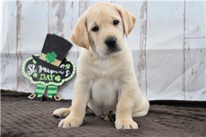 Omari - puppy for sale