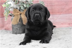 Herbert - Labrador Retriever for sale