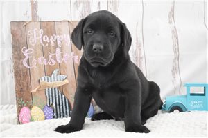 Tony - puppy for sale
