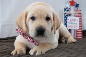 Salem - puppy for sale