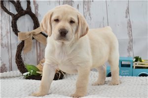 Major - Labrador Retriever for sale