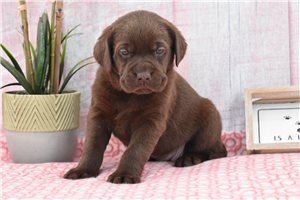 Mae - Labrador Retriever for sale