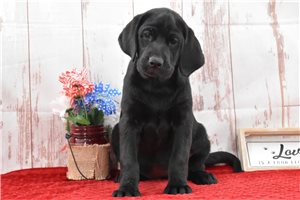 Maggie - puppy for sale