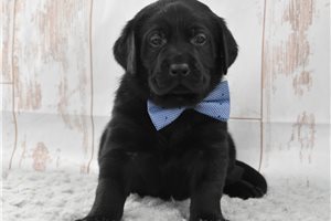 Pongo - Labrador Retriever for sale