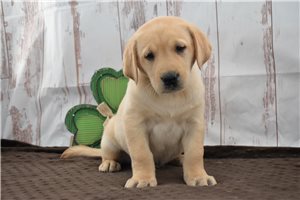 Ozzy - Labrador Retriever for sale