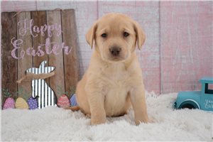 Megan - Labrador Retriever for sale