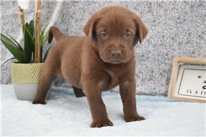 Malachi - Labrador Retriever for sale