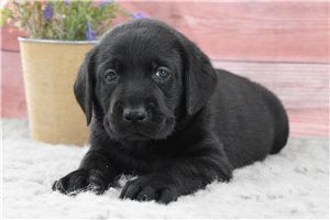 Hendrix - puppy for sale