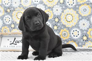 Vin - Labrador Retriever for sale