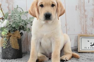 Salem - Labrador Retriever for sale