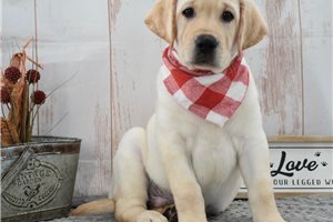 Stewart - Labrador Retriever for sale