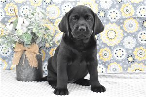 Maia - Labrador Retriever for sale