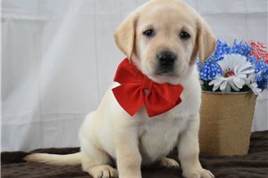 Sienna - puppy for sale
