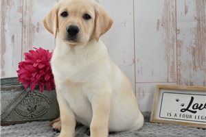 Sienna - Labrador Retriever for sale