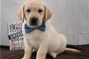 Sullivan - puppy for sale