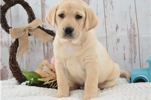 Wilson - Labrador Retriever for sale
