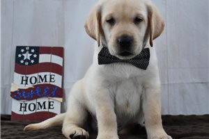 Sean - puppy for sale