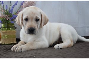 Stewart - Labrador Retriever for sale