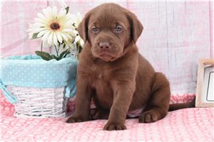 Madeline - Labrador Retriever for sale