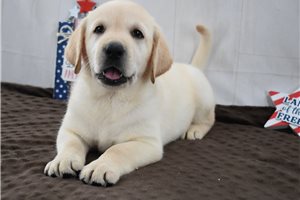 Samuel - Labrador Retriever for sale