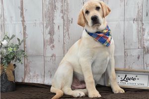Onyx - Labrador Retriever for sale