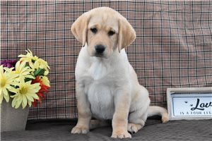 Moscato - Labrador Retriever for sale