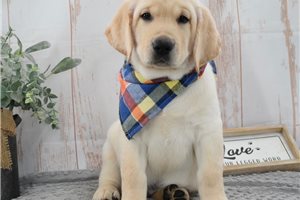 Shane - Labrador Retriever for sale