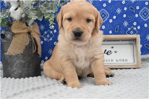 Picasso - puppy for sale