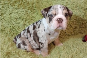 Mattie - English Bulldog for sale