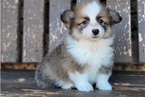 Kenna - puppy for sale