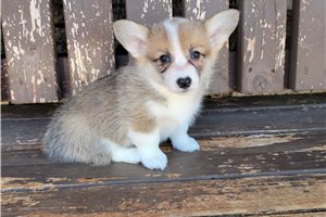 Kiki - puppy for sale
