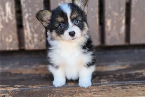 Klein - puppy for sale