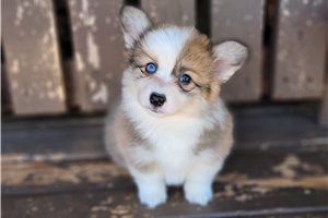 Khora - puppy for sale