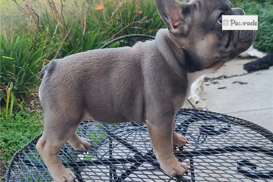 Betty - French Bulldog for sale