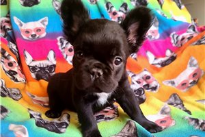 Jasper - French Bulldog for sale